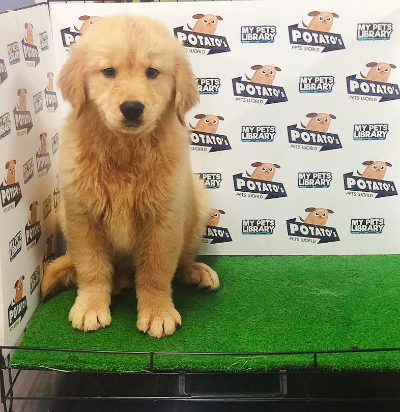 Golden Retriever Puppy (Female) For Sale