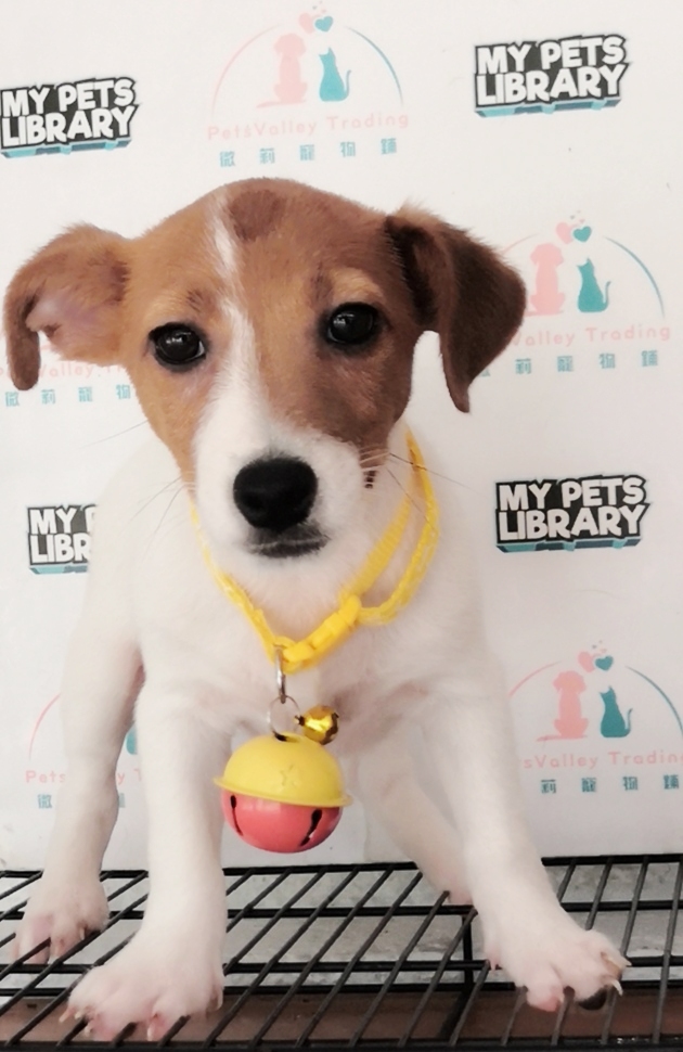 Jack Russell Terrier Puppy For Sale