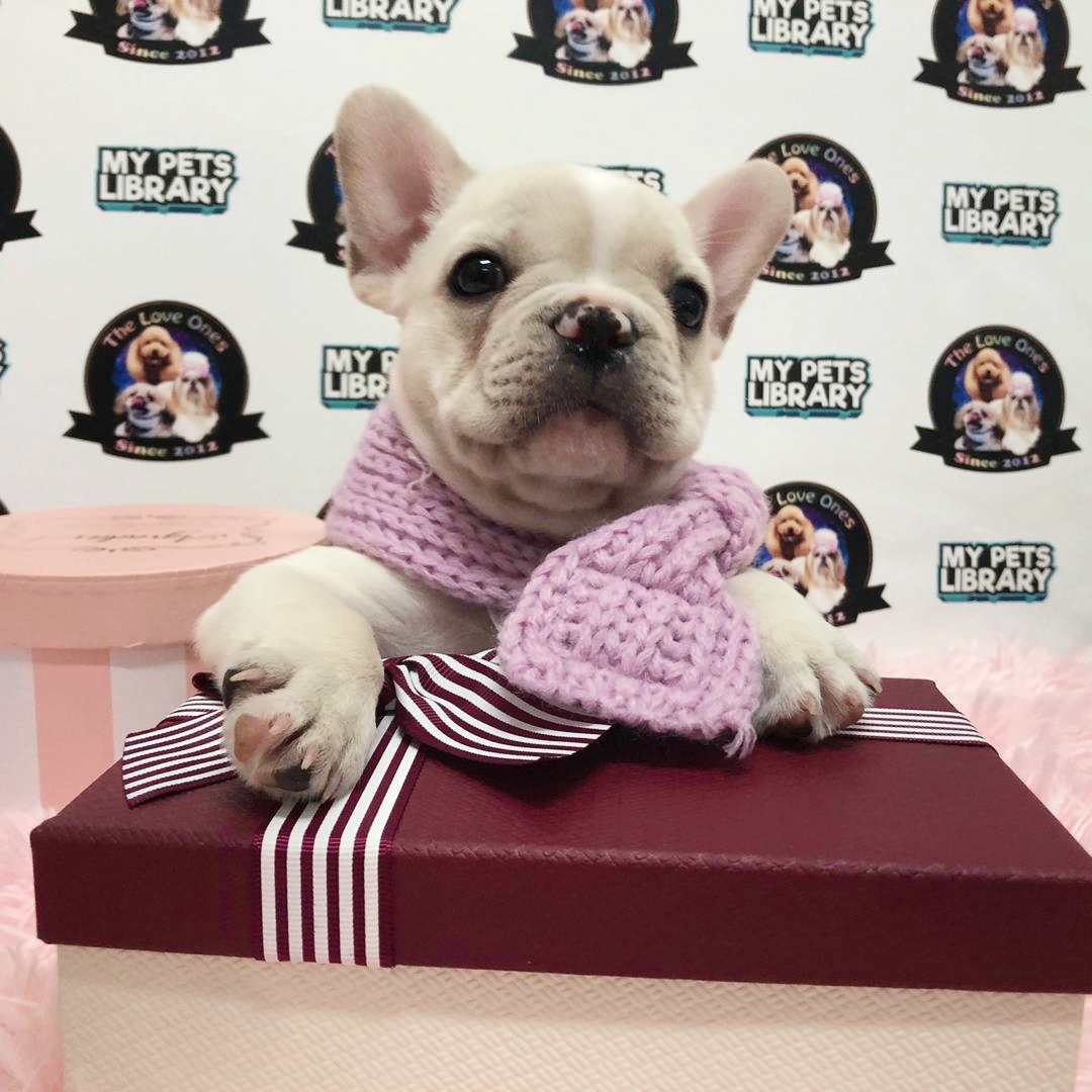 Thick Bone Compact Body Frenchie For Sale