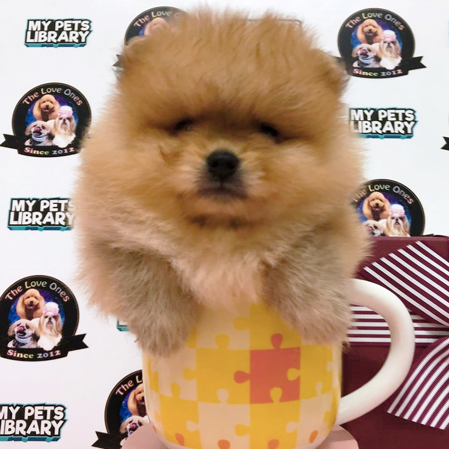 Grade A Premium Tiny Bear Pomeranian Puppy (Male) For Sale