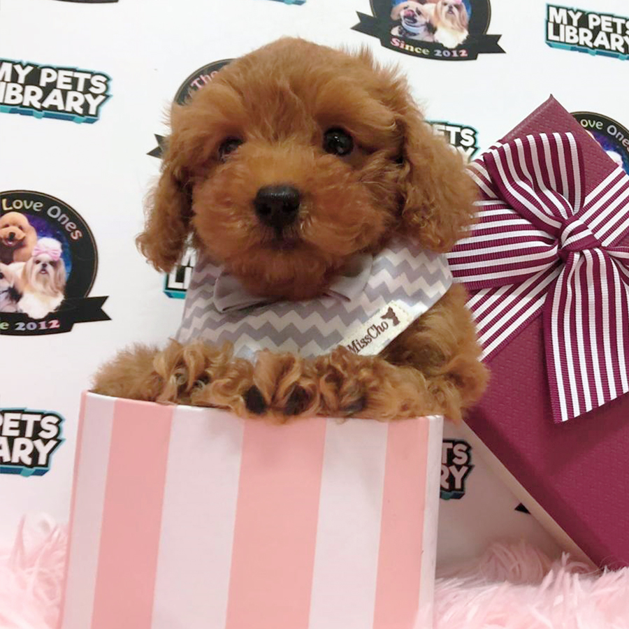 Brown Teddy Bear Tiny Poodle Puppy (Male) For Sale