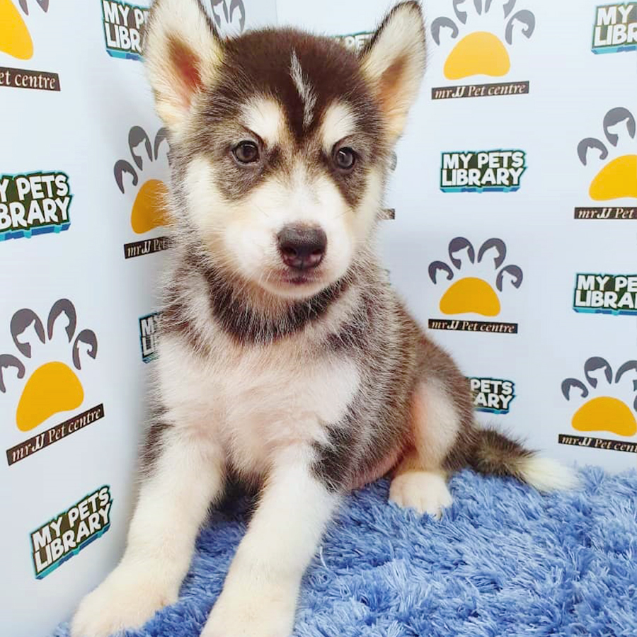 Black & White Siberian Husky Puppy (Male) For Sale
