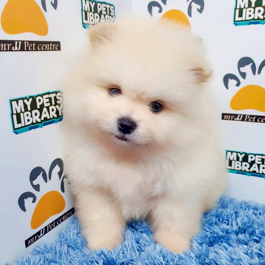 Cream White Pomeranian Puppy (Male) For Sale