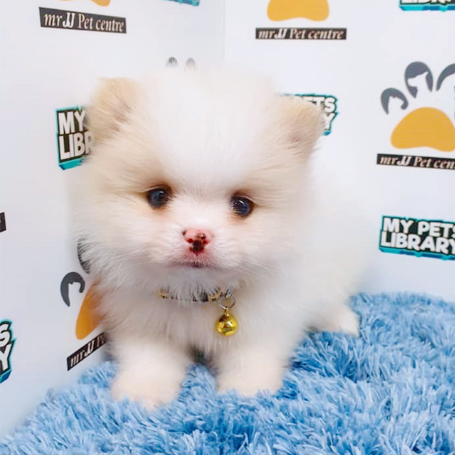 Parti White Pomeranian Puppy (Male) For Sale