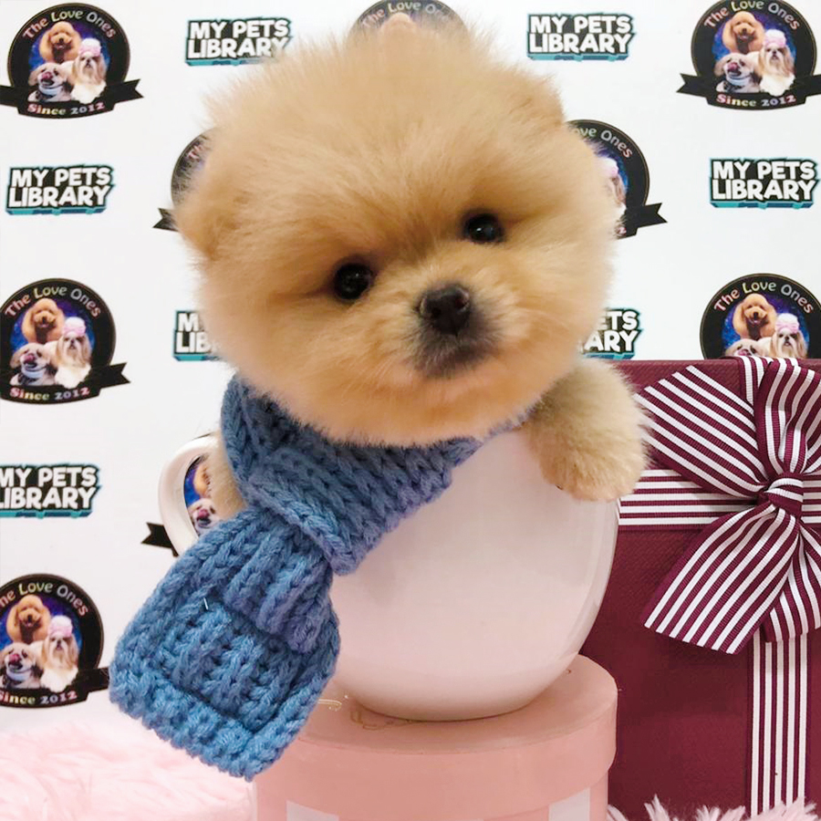 Orange Tiny Teacup Pomeranian Puppy (Male) For Sale