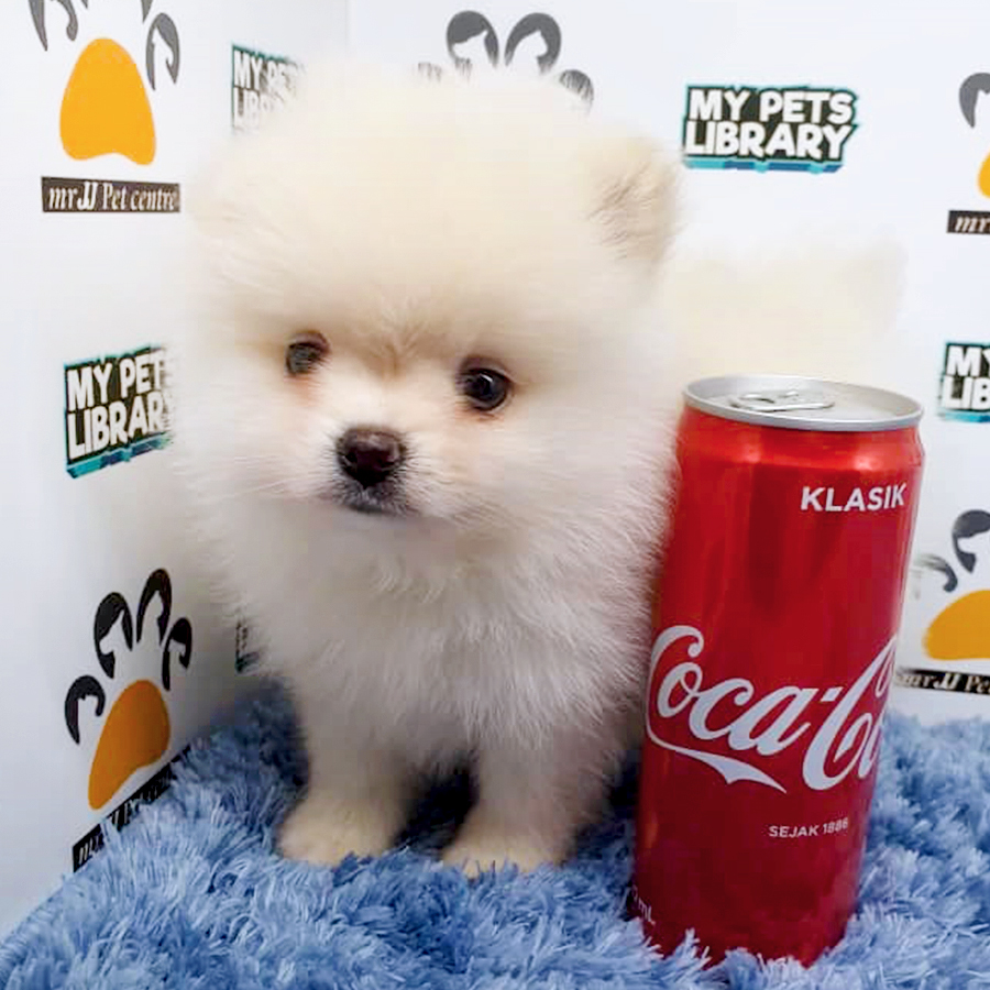 Cream White Pomeranian Puppy (Male) For Sale