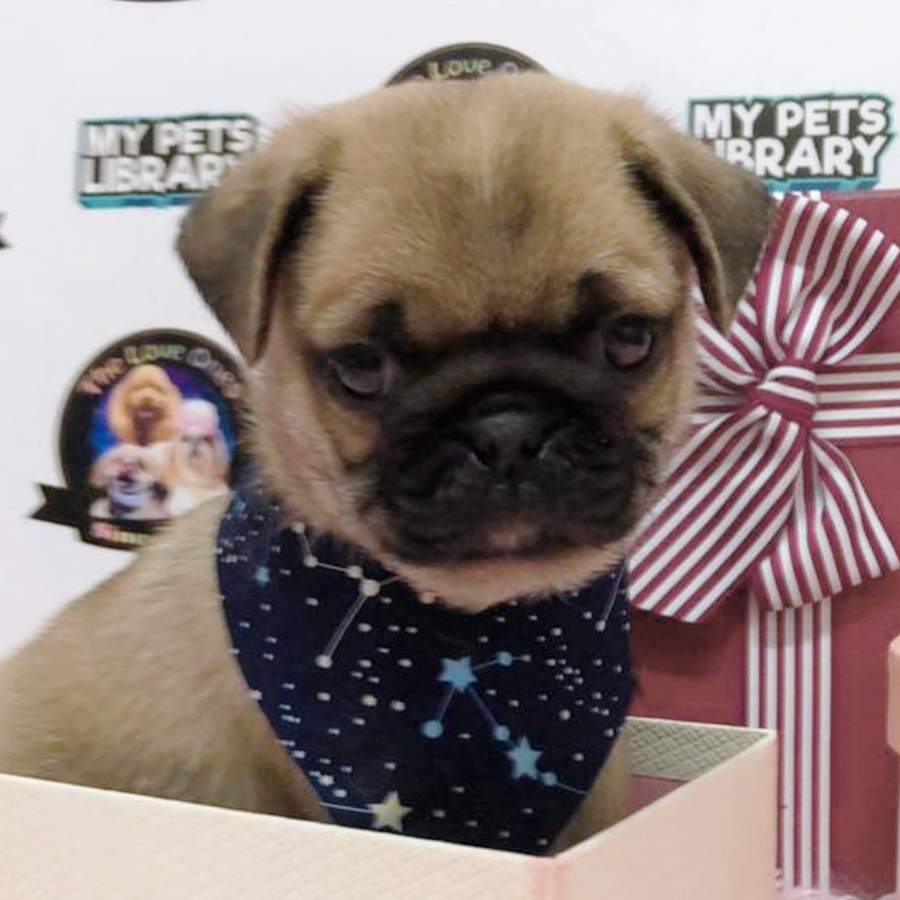 Fawn Thick Bone Short Leg Compact Body Pug Puppy (Male) For Sale