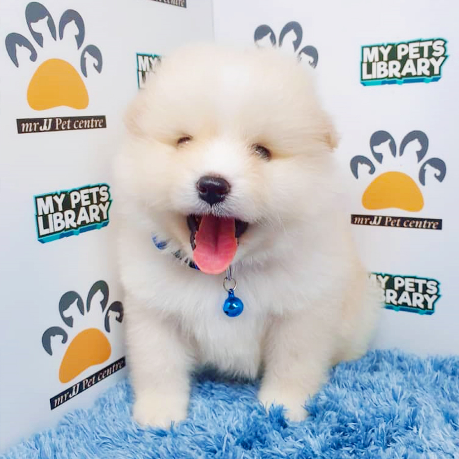 Parti White Pomeranian Puppy (Male) For Sale