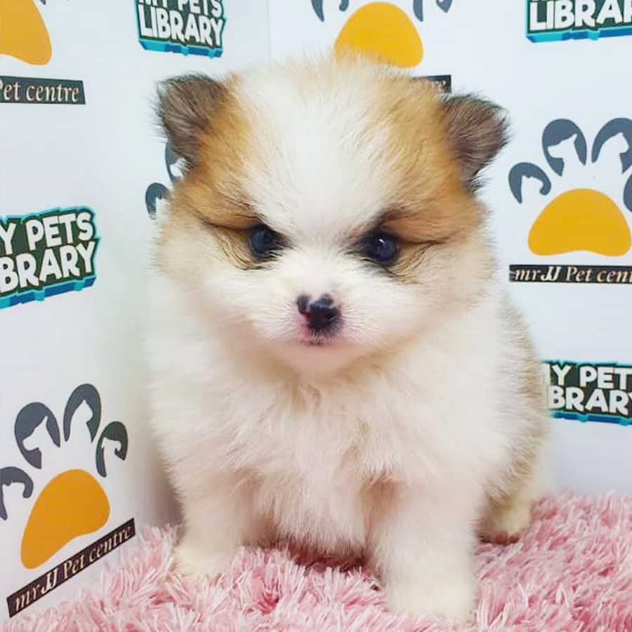 Parti Colour Pomeranian Puppy (Female) For Sale