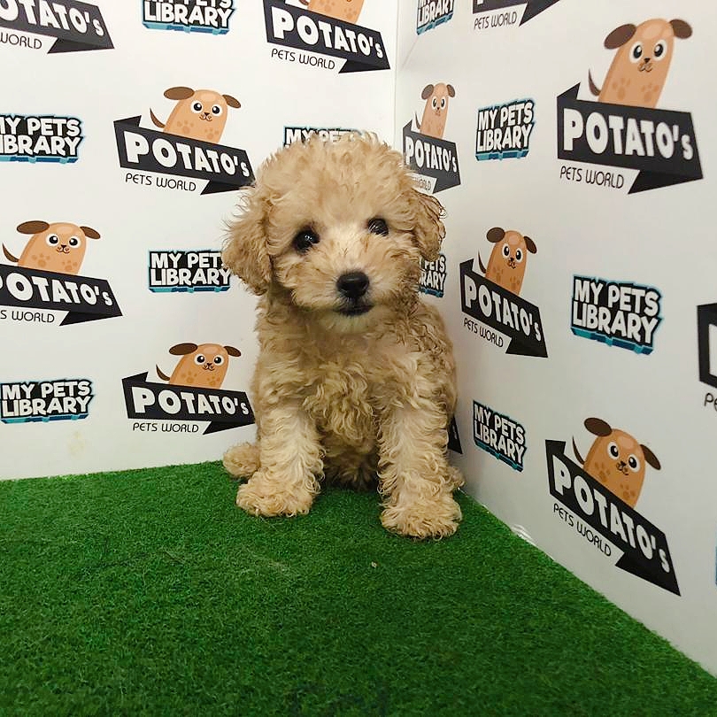 Toy Poodle Puppy For Sale