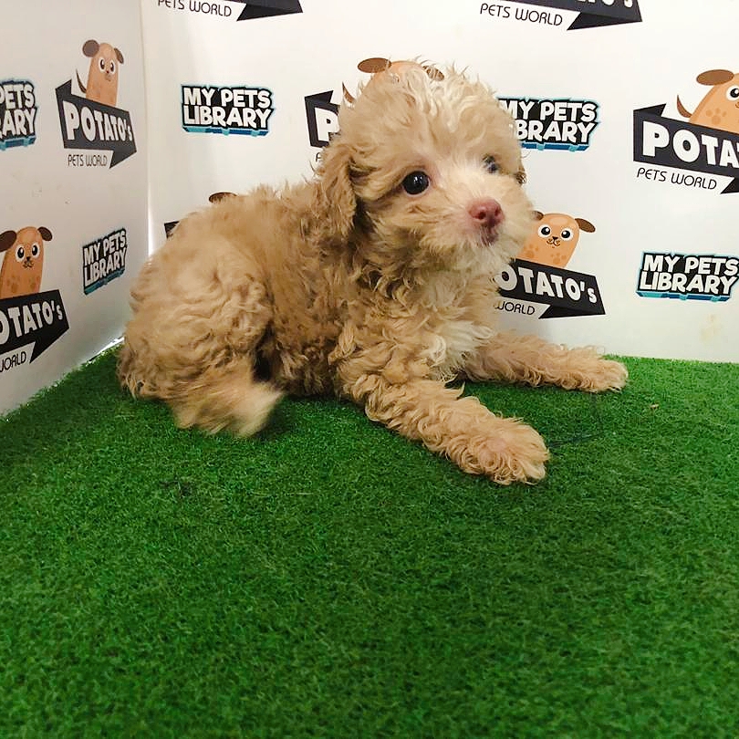 Toy Poodle Puppy For Sale