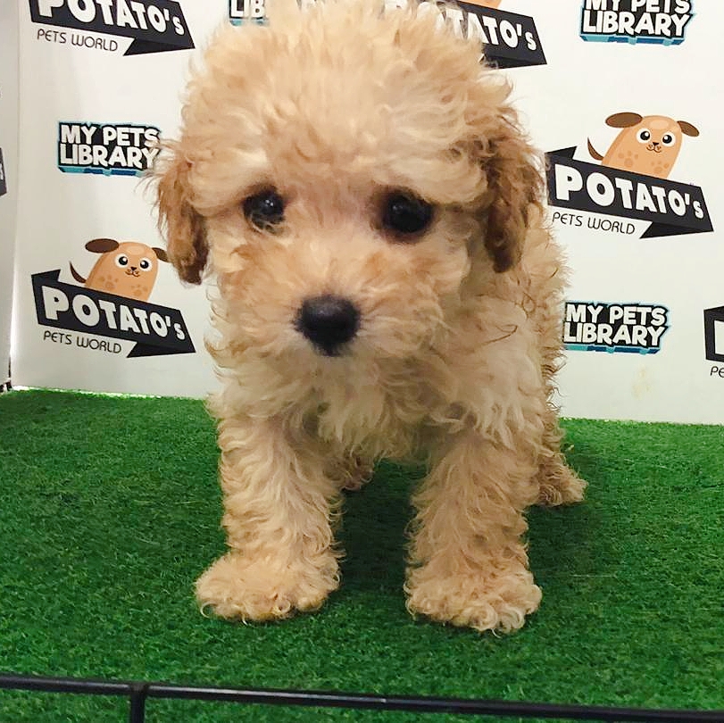 Toy Poodle Puppy For Sale