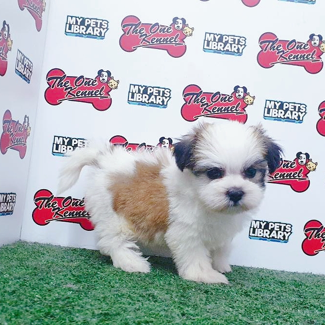 Shih Tzu Puppy (Female) For Sale