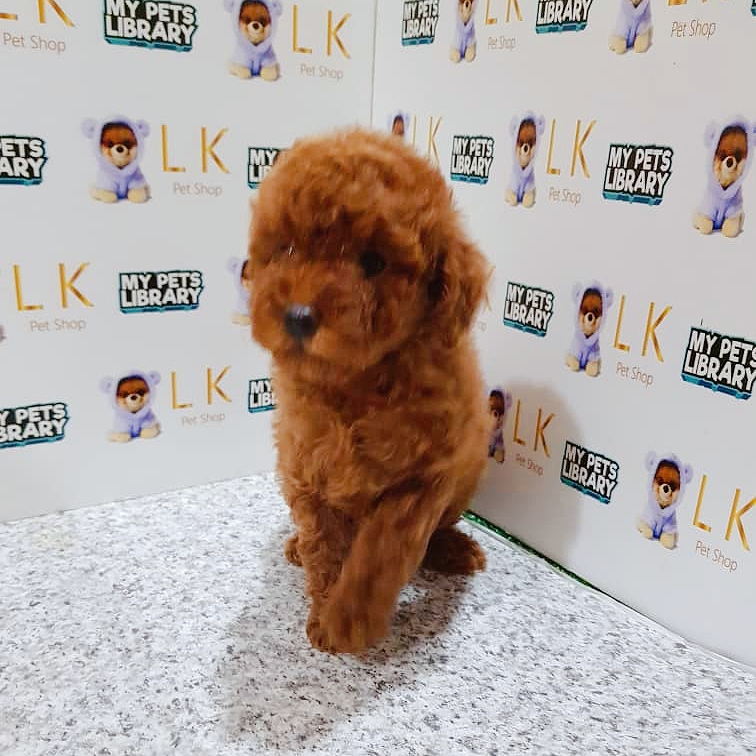 Toy Poodle Puppy For Sale