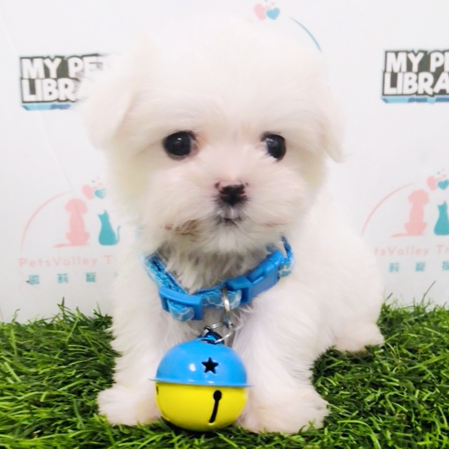 White Teacup Maltese Puppy (Female) For Sale
