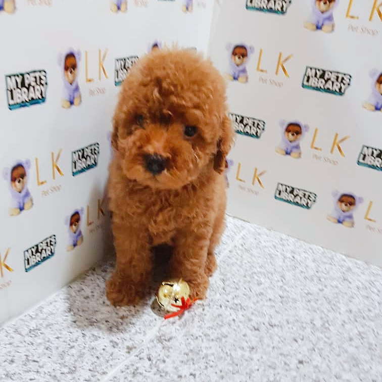 Toy Poodle Puppy For Sale