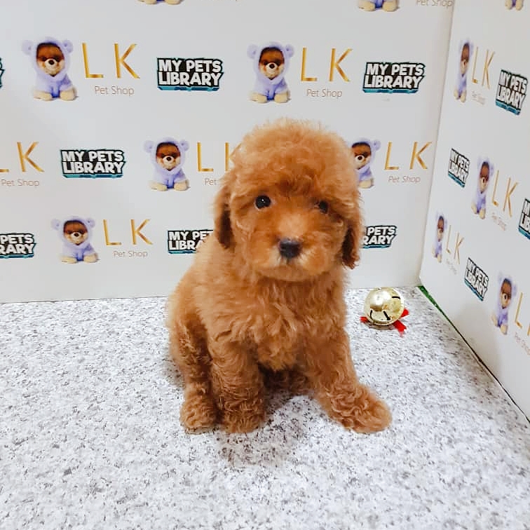 Toy Poodle Puppy For Sale
