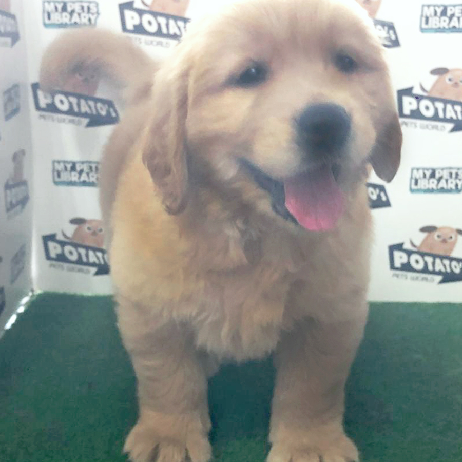Golden Retriever Puppy (Female) For Sale