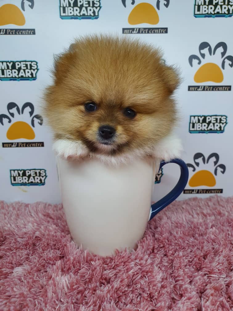 Pomeranian Puppy For Sale (Female)