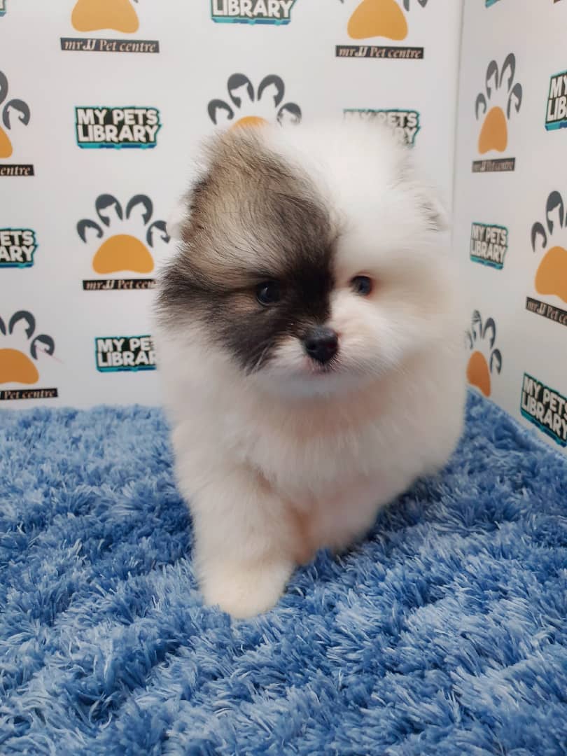 Pomeranian Puppy For Sale (Male)