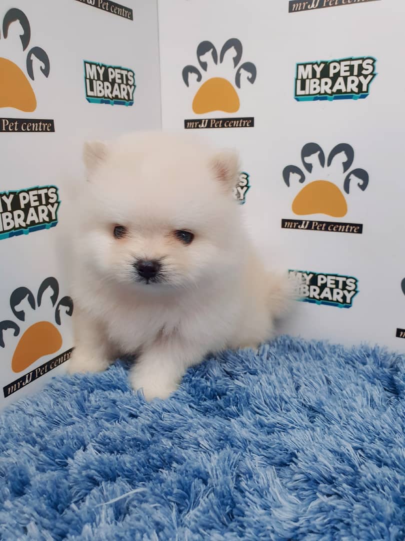 Pomeranian Puppy For Sale (Male)