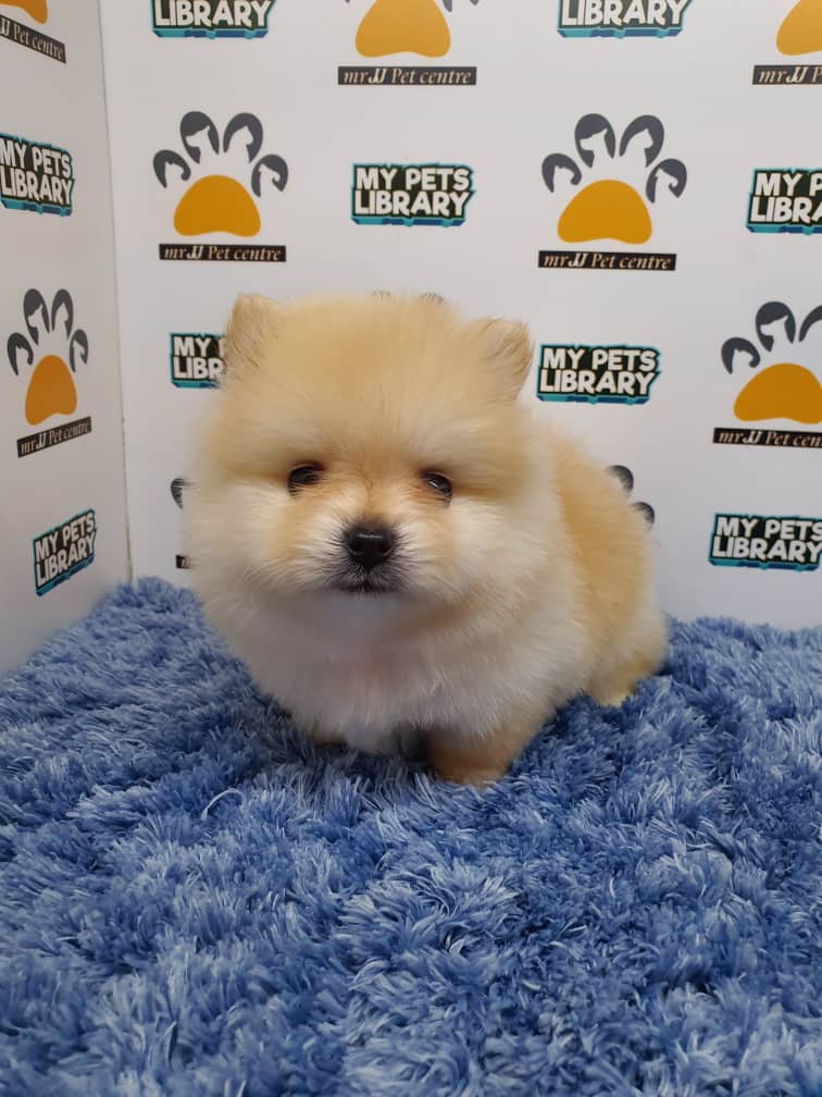 Pomeranian Puppy For Sale (Male)