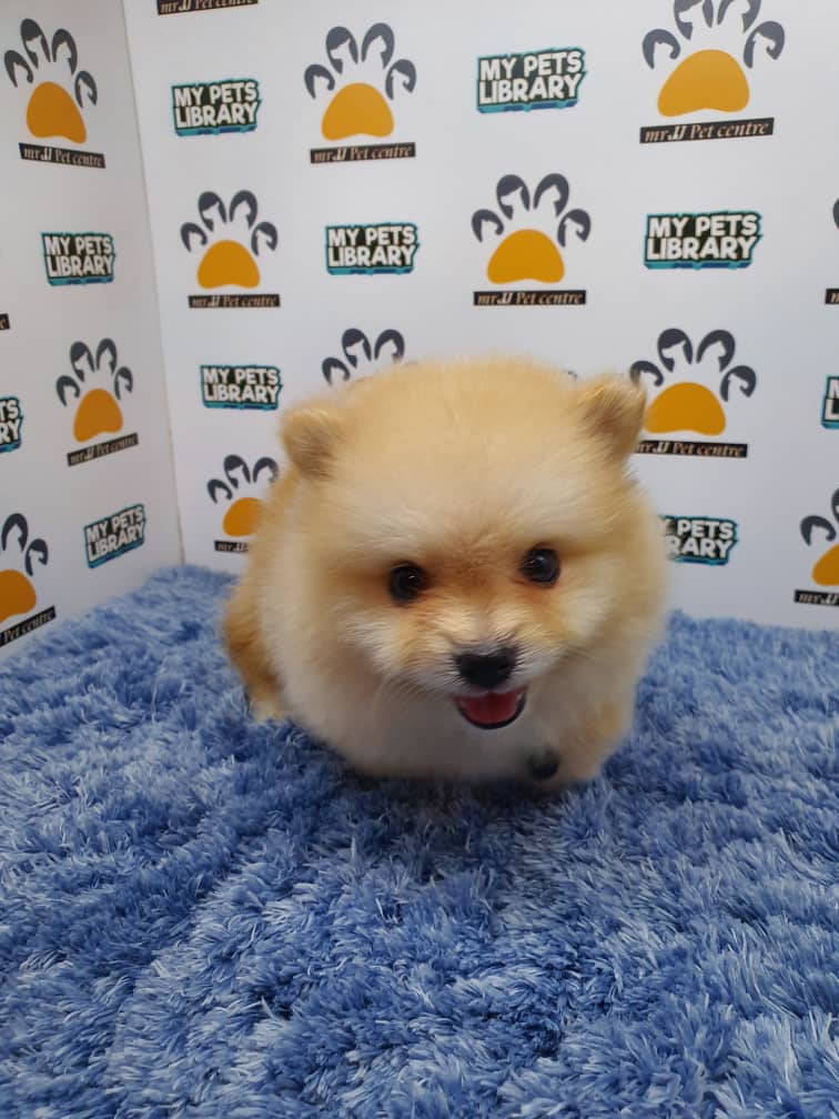 Pomeranian Puppy For Sale (Male)