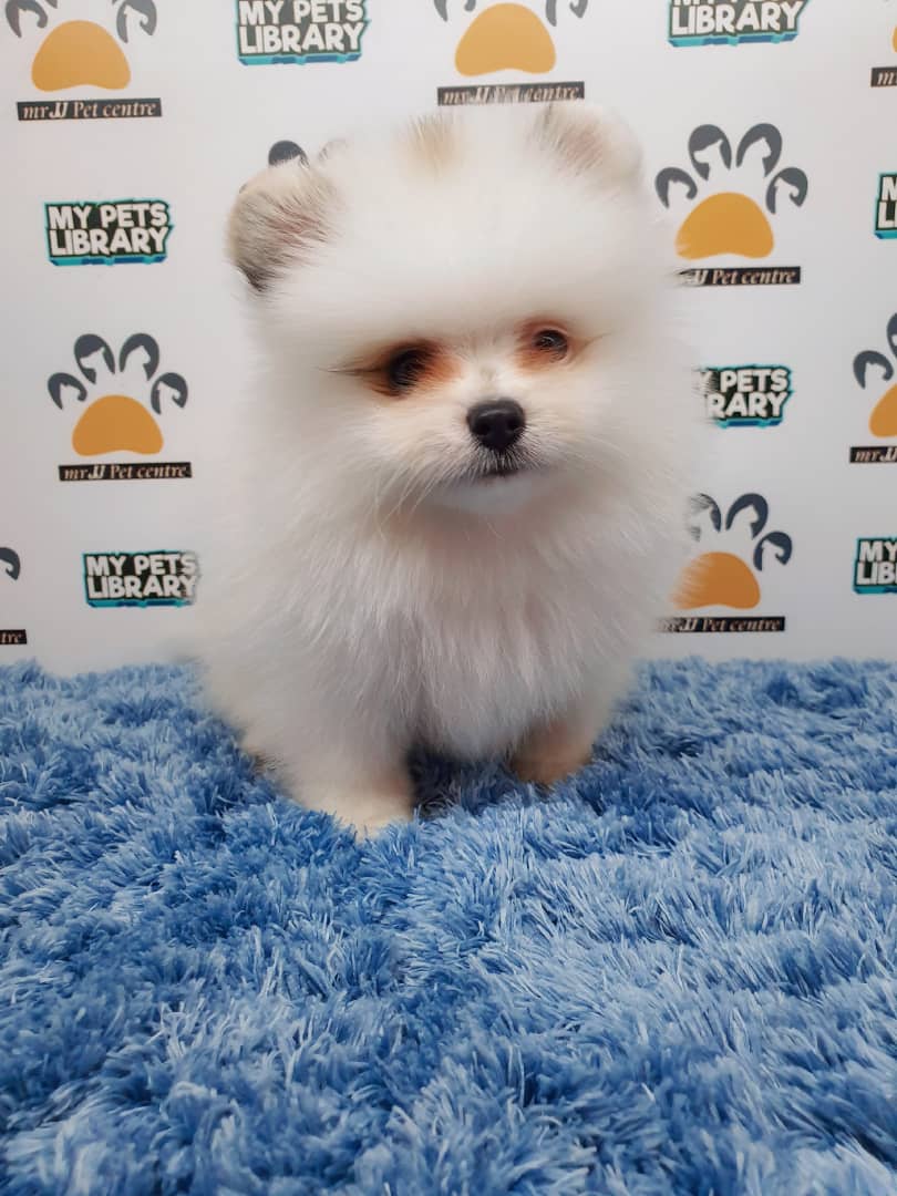 Pomeranian Puppy For Sale (Male)