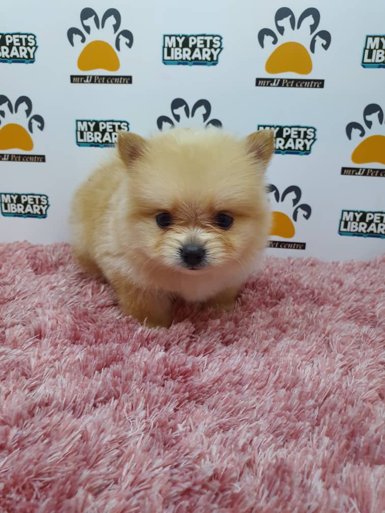 Pomeranian Puppy For Sale (Female)