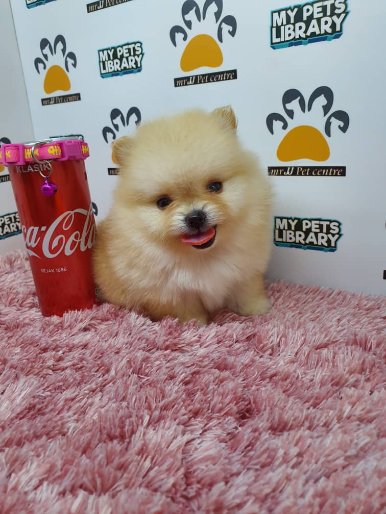 Pomeranian Puppy For Sale (Female)