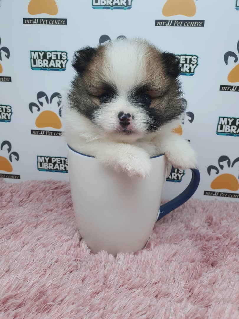 Parti Pomeranian Puppy For Sale