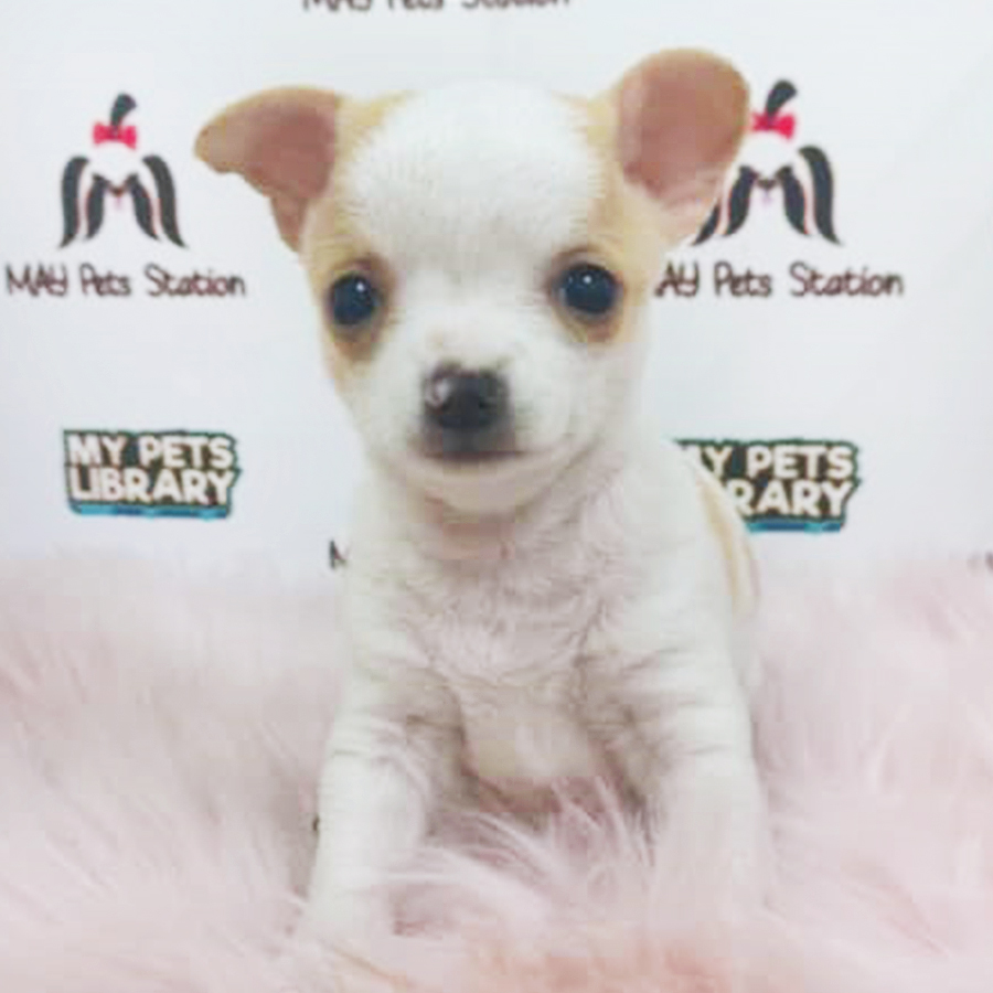 Smooth Coat Chihuahua Puppy (Male) For Sale