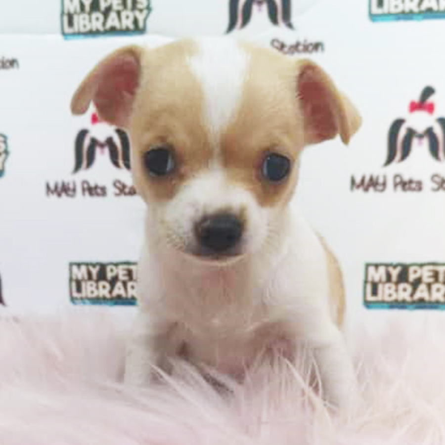 Smooth Coat Chihuahua Puppy (Female) For Sale