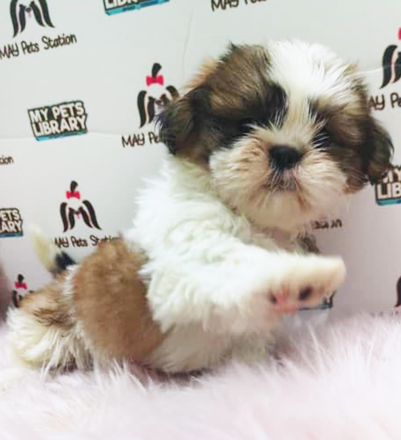 Tri Colour Shih Tzu Puppy (Male) For Sale