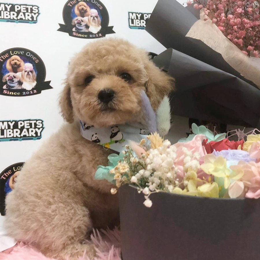 Latte Teddy Bear Tiny Poodle Puppy (Male) For Sale
