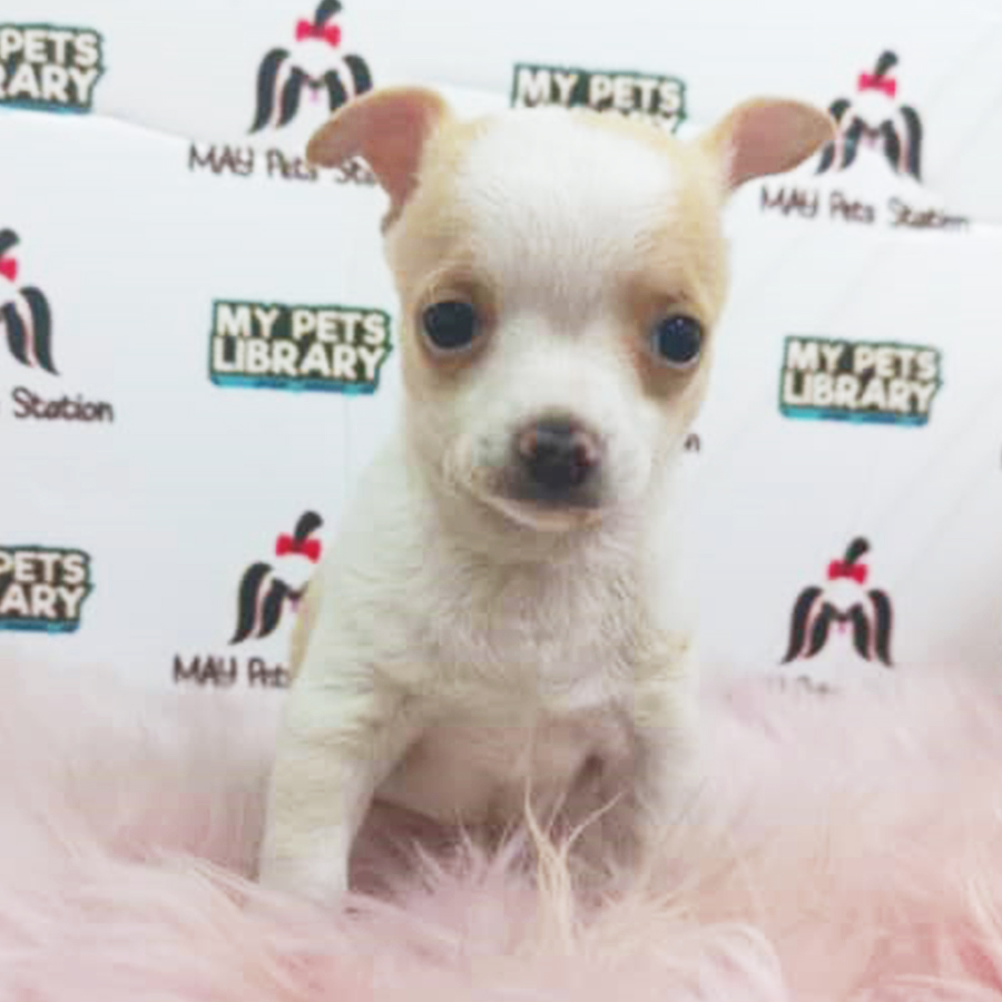 Smooth Coat Chihuahua Puppy (Male) For Sale