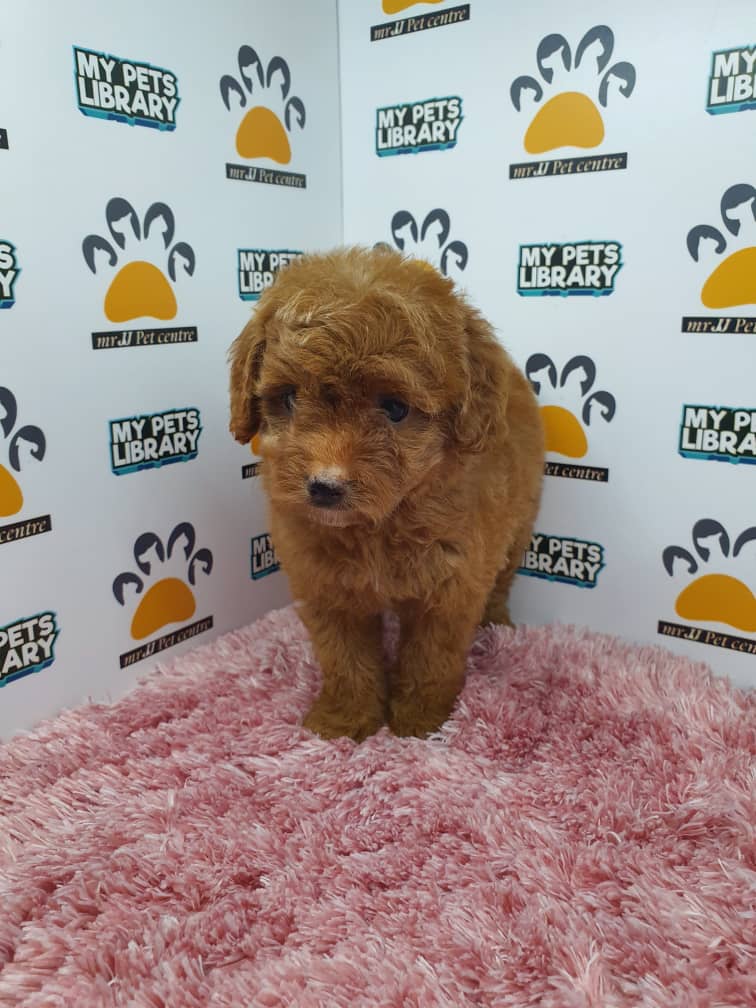 Tiny Poodle Puppy For Sale