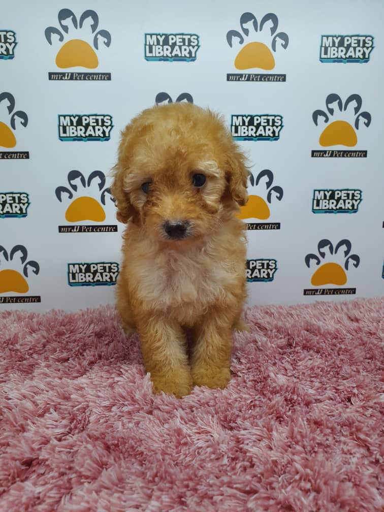 Tiny Poodle Puppy For Sale