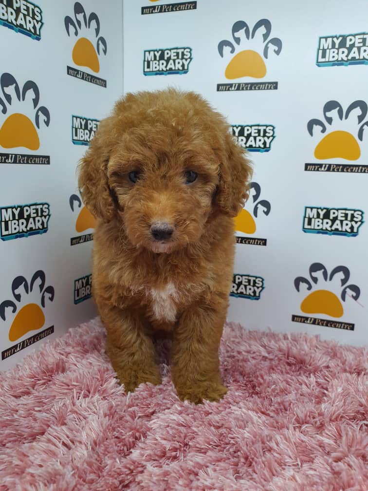 Tiny Poodle Puppy For Sale