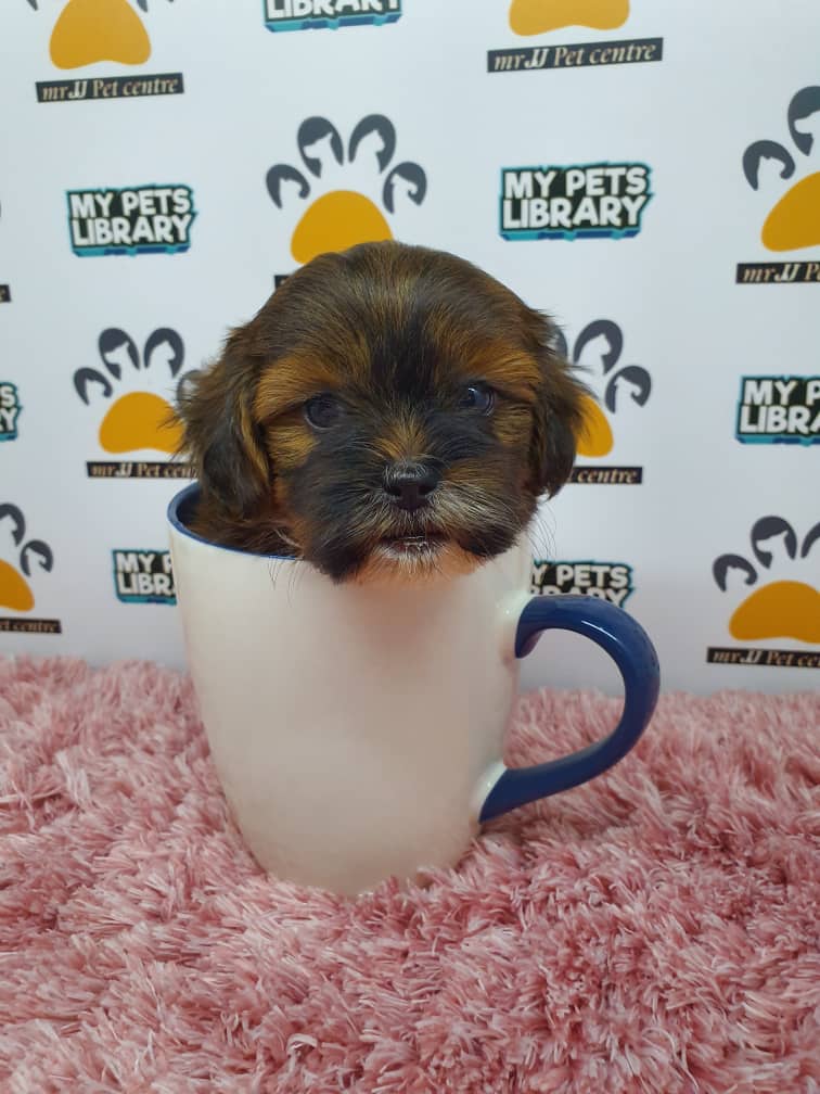 ShihPoo Puppy For Sale