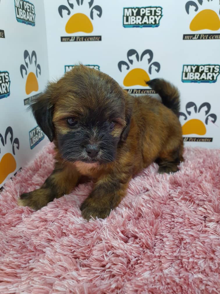 ShihPoo Puppy For Sale
