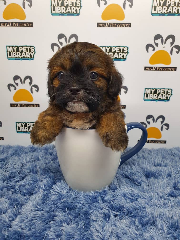 ShihPoo Puppy For Sale