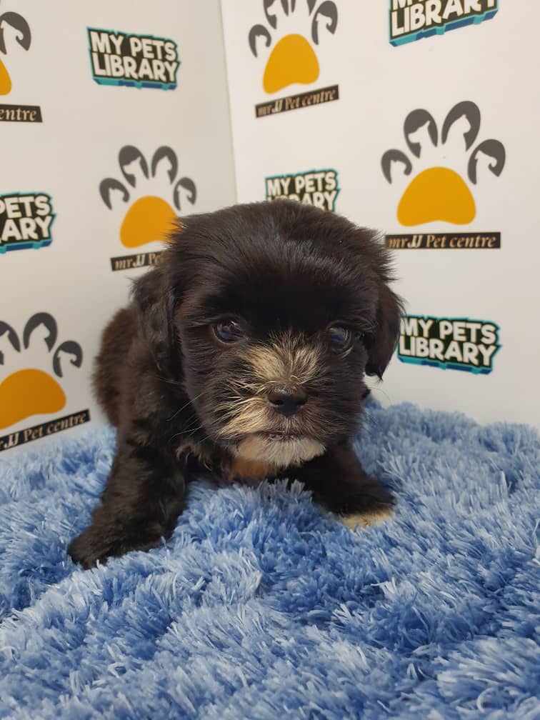 ShihPoo Puppy For Sale