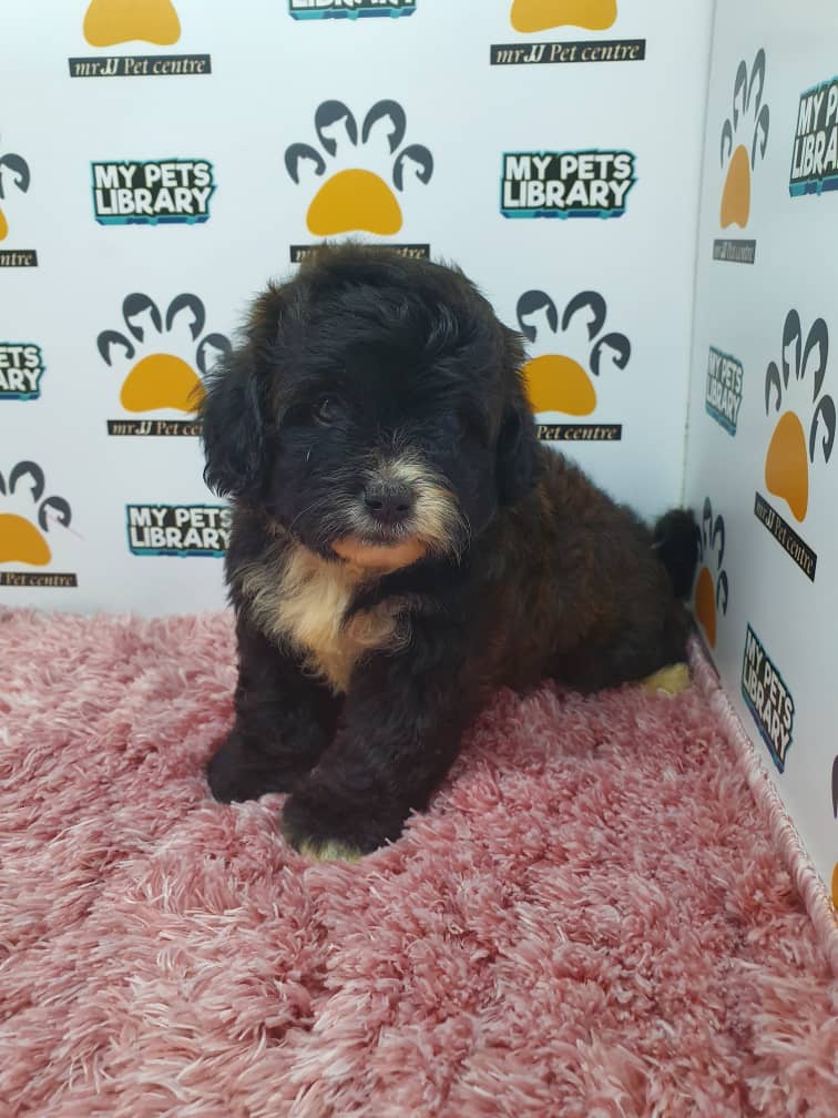 ShihPoo Puppy For Sale