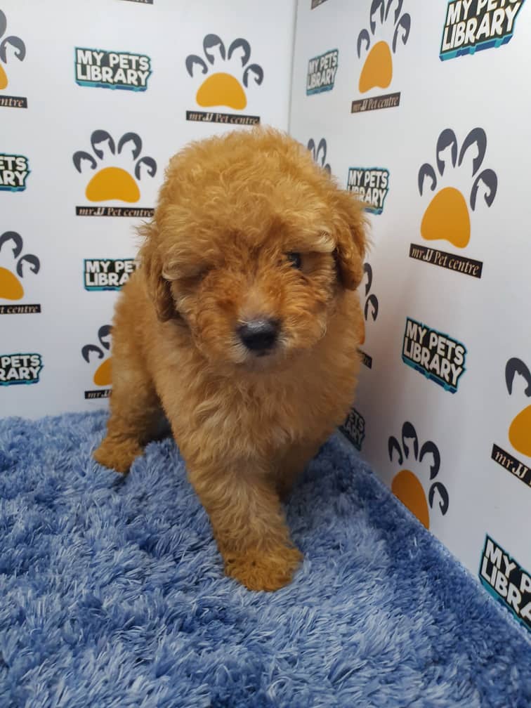 Toy Poodle Puppy For Sale