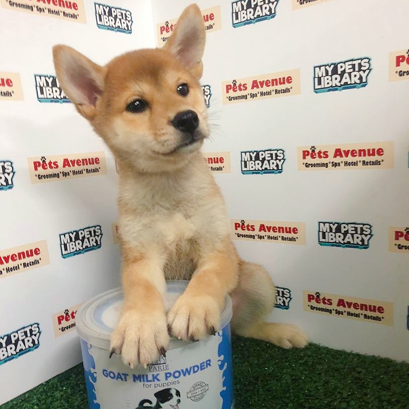 Shiba Inu Puppy For Sale (Female)