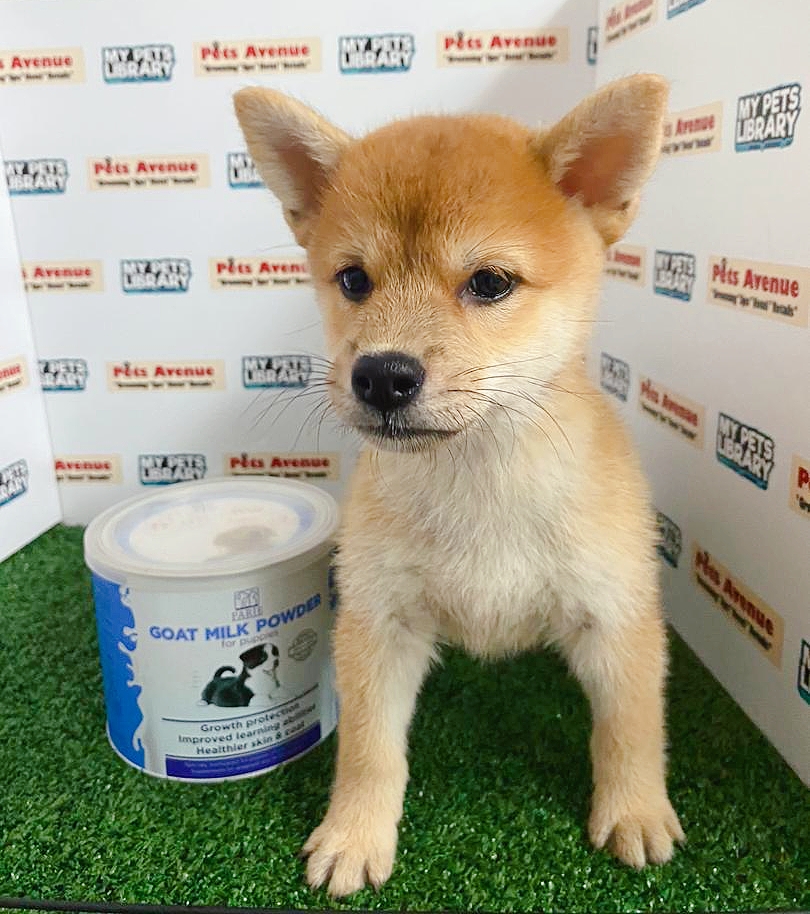 Shiba Inu Puppy For Sale (Female)