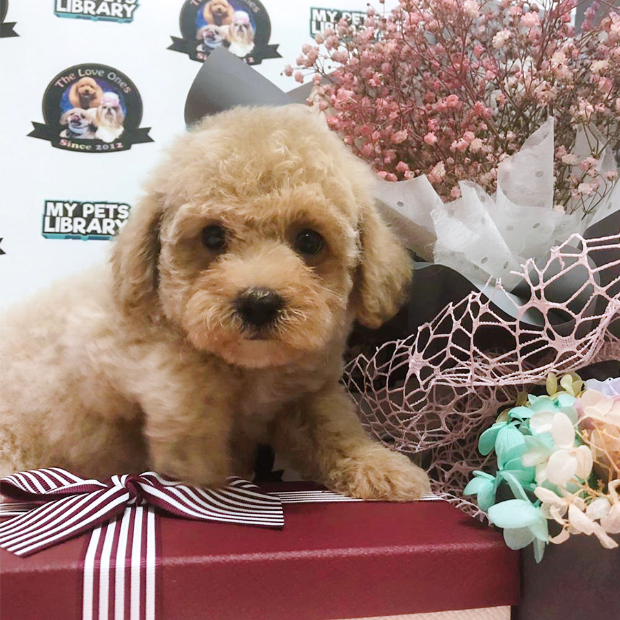Light Brown Teddy Bear Tiny Poodle Puppy (Female) For Sale