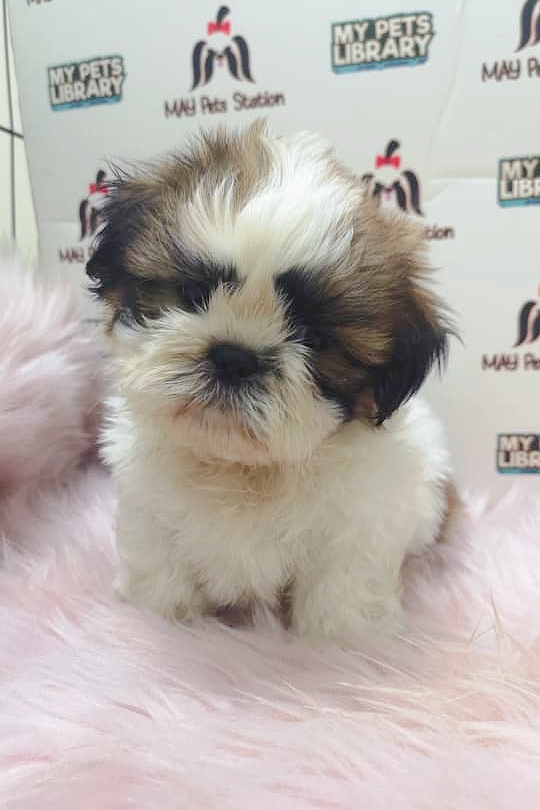 Shih Tzu Puppy (Male) For Sale
