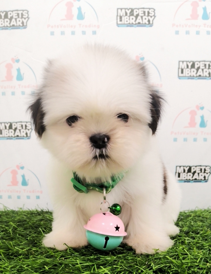 Shih Tzu Puppy (Female) For Sale